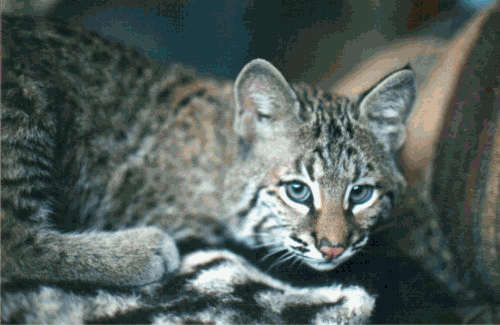 Bobcat Face