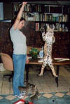 Bobcat Jumping